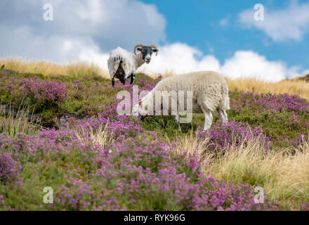 Scottish Blackface ewe avec de l'agneau sur la bruyère, Co Durham. Banque D'Images