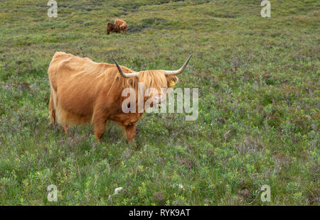 Les vaches Highland près de Walcourt Highlands écossais. Banque D'Images