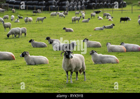 Swaledale et moutons Herdwick, Rydal, Lake District, Cumbria. Banque D'Images