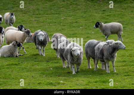 Swaledale et moutons Herdwick, Rydal, Lake District, Cumbria. Banque D'Images