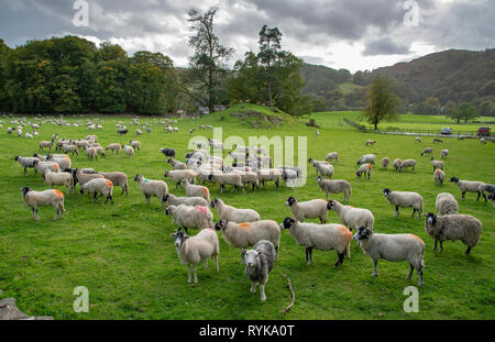 Swaledale et moutons Herdwick, Rydal, Lake District, Cumbria. Banque D'Images