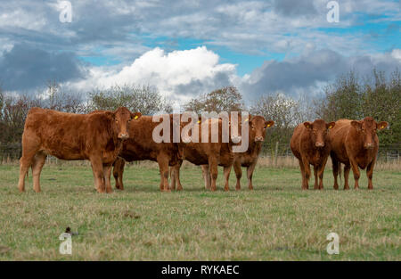 Les vaches du sud du Devon, dans le Yorkshire. Banque D'Images
