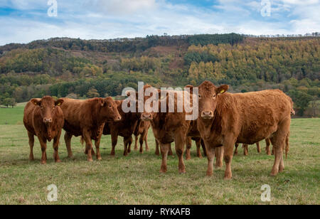 Les vaches du sud du Devon, dans le Yorkshire. Banque D'Images