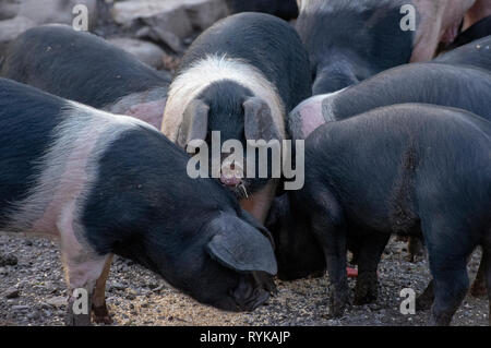 L'alimentation des porcelets de race croisée près de Caernarfon, Nord du Pays de Galles. Banque D'Images