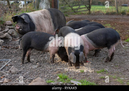 Un Welsh x Saddleback de Truies et porcelets près de Caernarfon, Nord du Pays de Galles. Banque D'Images