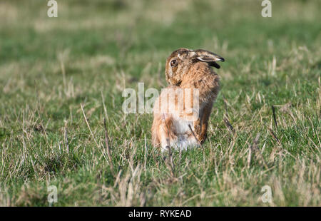 Brown ou lièvre d'Europe (Lepus europaeus) le toilettage lui-même dans un champ d'herbe. Banque D'Images