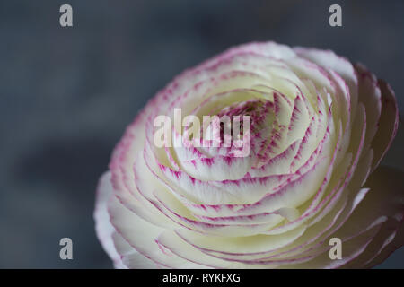 Ranunculus fleur blanche avec bordure rose sur les pétales Banque D'Images