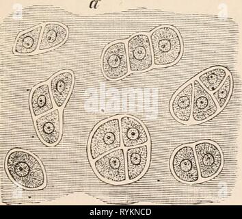 Texte-livre élémentaire de zoologie, tr. et éd. par Adam Sedgwick, avec l'aide de F. G. Heathcote elementarytextbo01clau Année : 1892-1893 FIG. 28.-les fibres élastiques, a ; b, réseau. Banque D'Images