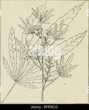 Les plantes de la drogue de l'Illinois drugplantsofilli teho44Année : 1951 Banque D'Images