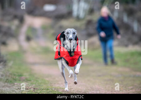 Whippet chien portant un veste d'hiver. Banque D'Images