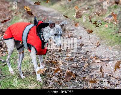 Whippet chien portant un veste d'hiver. Banque D'Images