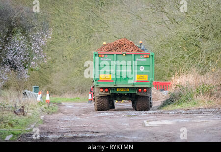 Tracteur John Deere tirant une grande remorque chargé avec les carottes. Banque D'Images