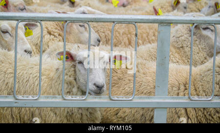 Tags jaune sur les oreilles de l'être des moutons blancs verrouillé sur le stylo dans la colline sur une journée ensoleillée Banque D'Images