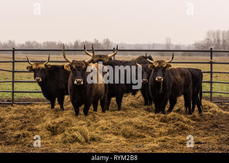 Bovins Heck, vache et taureaux sur pâturage hivernal avec stablel Banque D'Images