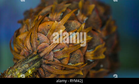 L'extrémité de la côte douglas fir cone sur une macro shot avec la couleur brune de l'épinette Banque D'Images