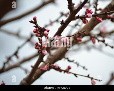 Les branches avec des bourgeons d'abricot Banque D'Images