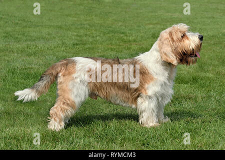 Petit Basset Griffon typique dans le jardin d'été. Banque D'Images