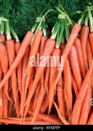 Les carottes bio à la vente à un marché de producteurs Banque D'Images