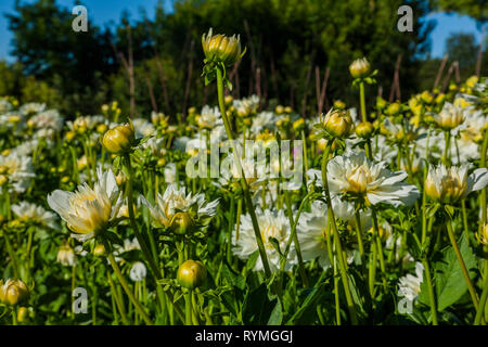 Dahlia fleur cultivée en terrain sauvage Banque D'Images