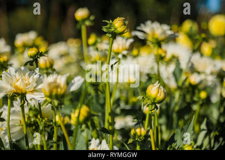 Dahlia fleur cultivée en terrain sauvage Banque D'Images