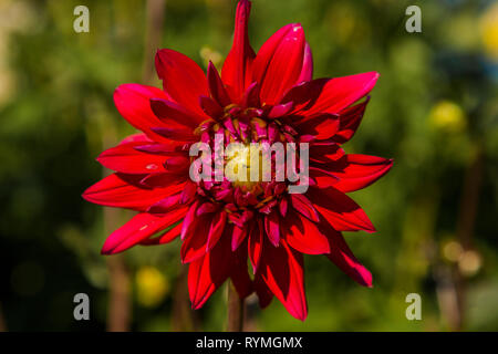 Dahlia fleur cultivée en terrain sauvage Banque D'Images