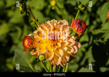 Dahlia fleur cultivée en terrain sauvage Banque D'Images