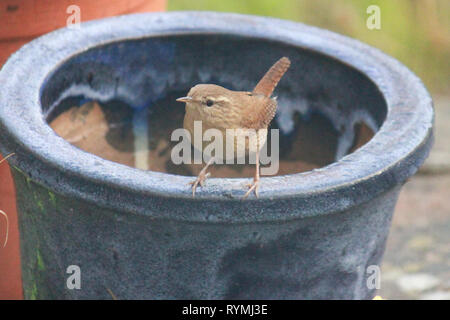 Wren, troglodytes, perché sur un pot de fleur bleue dans le jardin. Banque D'Images