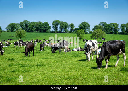 Les bovins laitiers dans un champ vert au printemps. Banque D'Images