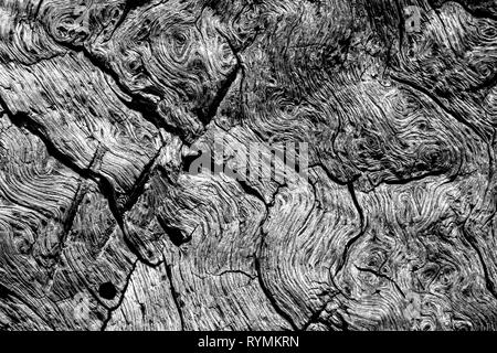 Les structures de l'écorce, forêt vierge Urwald Sababurg, Weser Uplands, Thuringe, Hesse, Allemagne Banque D'Images