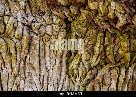 Les structures de l'écorce, forêt vierge Urwald Sababurg, Weser Uplands, Thuringe, Hesse, Allemagne Banque D'Images