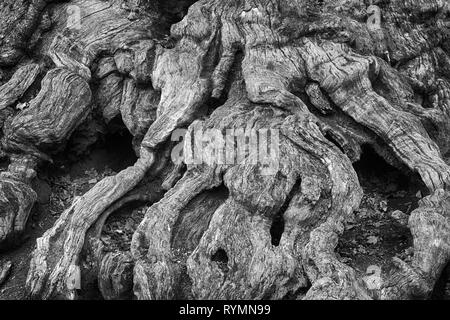 Les structures de l'écorce, forêt vierge Urwald Sababurg, Weser Uplands, Thuringe, Hesse, Allemagne Banque D'Images