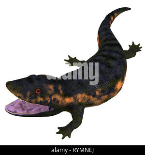 - Tête d'Amphibiens Dendrerpeton Dendrerpeton était un animal amphibie carnivore qui a vécu au Canada durant la période carbonifère. Banque D'Images