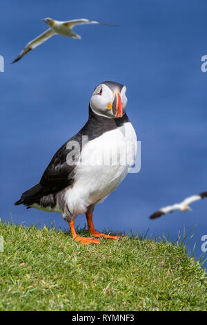 Macareux moine (Fratercula arctica) sur la falaise et battant en colonie d'oiseaux de mer, fous de bassan Hermaness, Unst, Shetland, Scotland, UK Banque D'Images