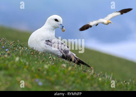 Le fulmar boréal / Arctic Fulmar (Fulmarus glacialis) reposant sur la falaise et Gannett planeur par à Seabird colony, Ecosse, Royaume-Uni Banque D'Images