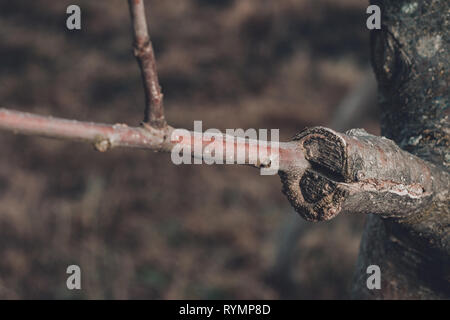 Branche de l'arbre greffé au début du printemps, où les bourgeons commencent déjà à fleurir 2019 Banque D'Images