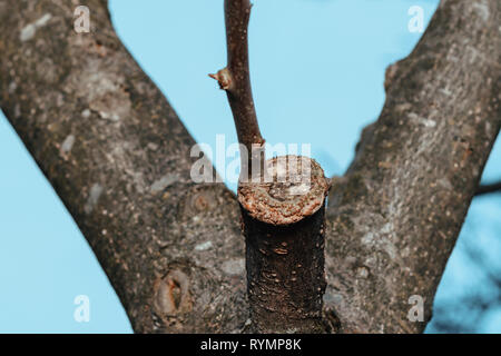 Branche de l'arbre greffé au début du printemps, où les bourgeons commencent déjà à fleurir 2019 Banque D'Images