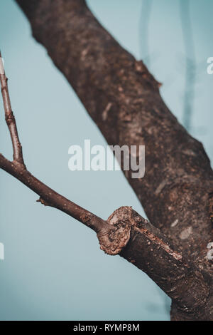 Branche de l'arbre greffé au début du printemps, où les bourgeons commencent déjà à fleurir 2019 Banque D'Images