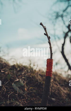 Vivre à boutures greffage pommier dans une fente avec des bourgeons, jeunes feuilles et fleurs. Libre. Banque D'Images