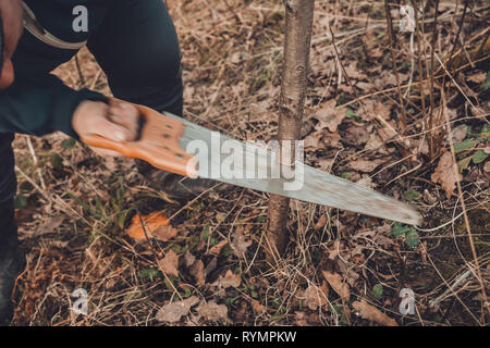 Un jardinier femme coupe une main dans le jardin dans le jardin, les jeunes non-arbre fertile pour l'inoculation de fruit tree fertile Banque D'Images