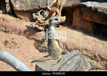 Suricata suricatta Portrait permanent museau attentif Stock Photo Banque D'Images