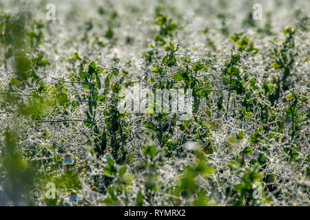 Close up of fresh champ épais avec de l'eau chute après la pluie. Gouttes de rosée sur champ vert en Lettonie. Arrière-plan de l'herbe mouillée. La rosée est de minuscules gouttes d'eau Banque D'Images