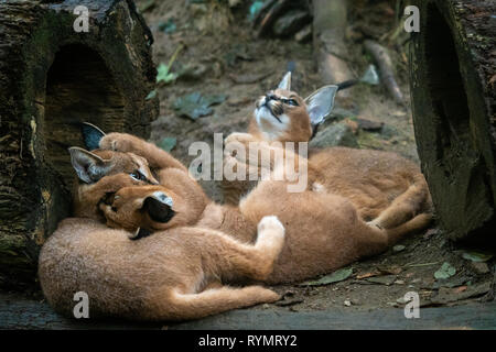 Jeune Caracal Caracal caracal . Playings oursons Caracal Banque D'Images