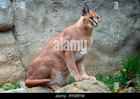 Sauvages adultes Caracal Caracal caracal ou lynx d'Afrique Banque D'Images