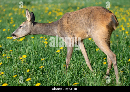 Les chevreuils dans l'herbe, Capreolus capreolus. Les chevreuils sauvages dans la nature printemps Banque D'Images