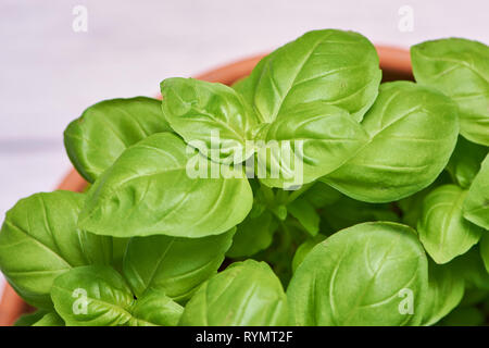 Photo couleur de macro dans un pot de basilic frais Banque D'Images