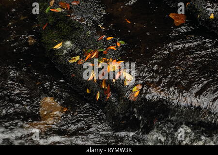 Feuilles sur rock humide en cascade, McLean Falls, la Nouvelle-Zélande, Catlins Banque D'Images