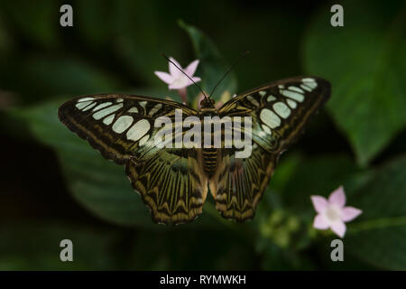 Parthenos sylvia, le coupe-monde, une espèce de papillon nymphalide trouvée en Asie du Sud et du Sud-est, reposant sur un pentas rose (Pentas lanceolata) buisson. Banque D'Images