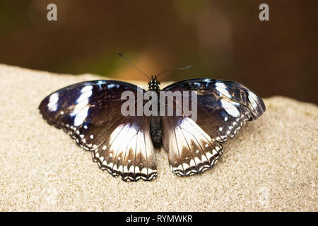 Hypolimnas papillon bolina, connu sous le nom de grande mouche d'aubergine, mouche commune ou en Nouvelle-Zélande le papillon bleu de lune, une espèce de papillon nymphalide. Banque D'Images