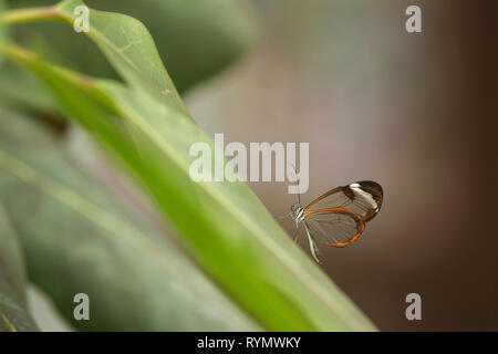 Un glasswing butterfly Greta (ORO) assis sur une feuille. Banque D'Images