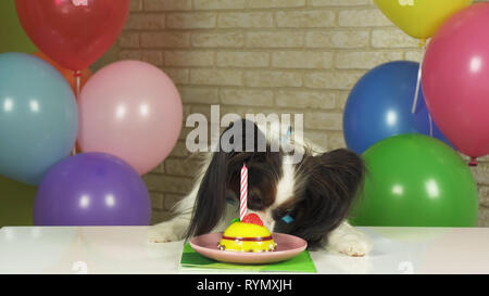 Chien fantaisie Papillon de manger le gâteau d'anniversaire avec une bougie Banque D'Images